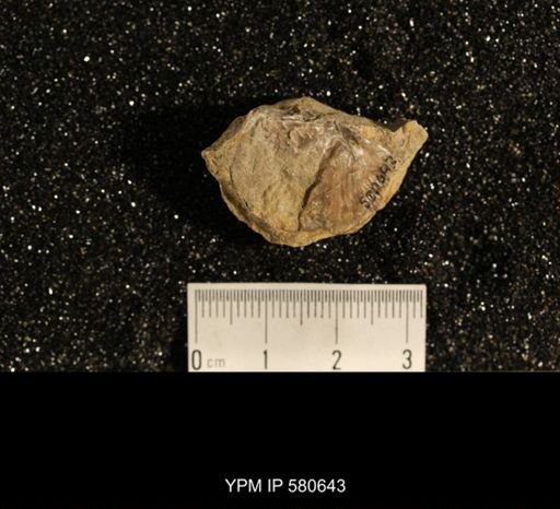 Plectorthis whitfieldi?