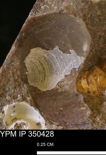 undet. Bivalvia