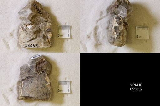 Hoploscaphites nicolletii