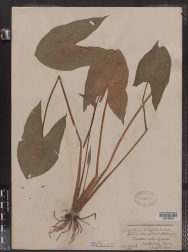 Sagittaria latifolia