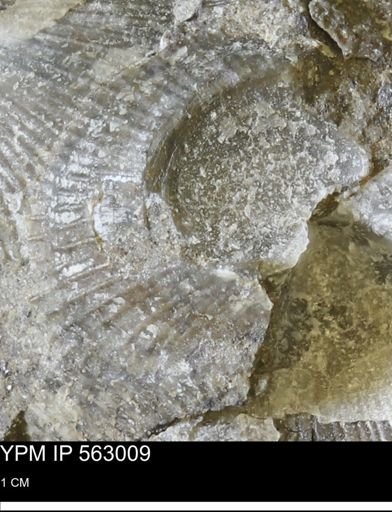 Oxytoma (Hypoxytoma) sp.