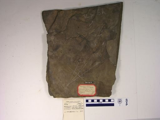 Anchisauripus sillimani