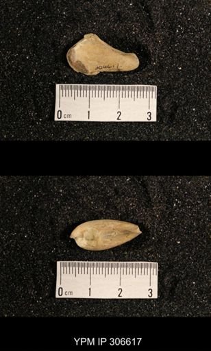 Phestia bellistriata