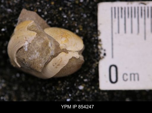 Limopsis striatopunctatus