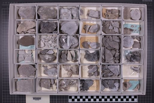 mixed taxa, stratigraphic collection