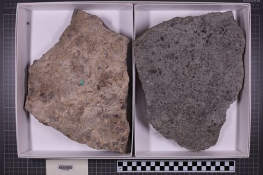 mixed taxa, stratigraphic collection