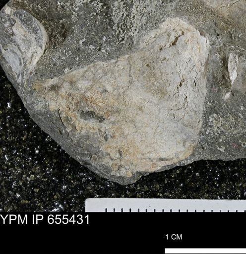 Inoceramus barabini