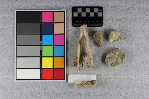 Protoceras cristatus