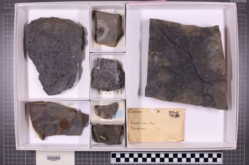 mixed taxa, stratigraphic collection