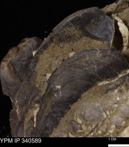 Ostrea glabra