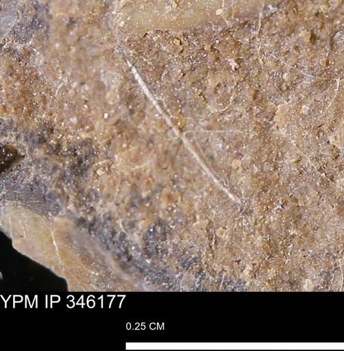 undet. Mollusca