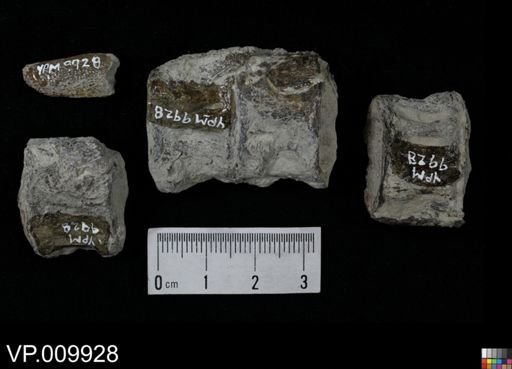 undet. Actinopterygii