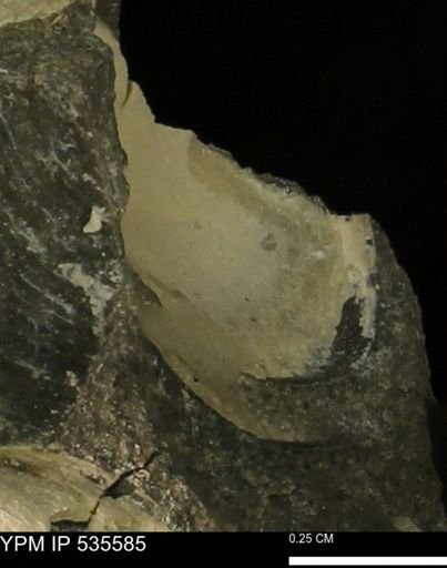 Protocardia subquadrata