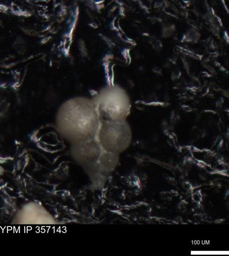 undet. Foraminiferida