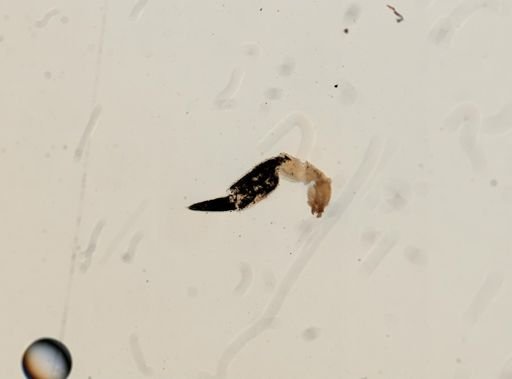 Platyarthrus