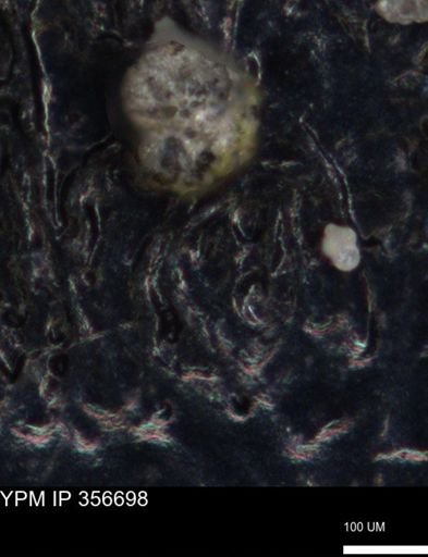 undet. Foraminiferida