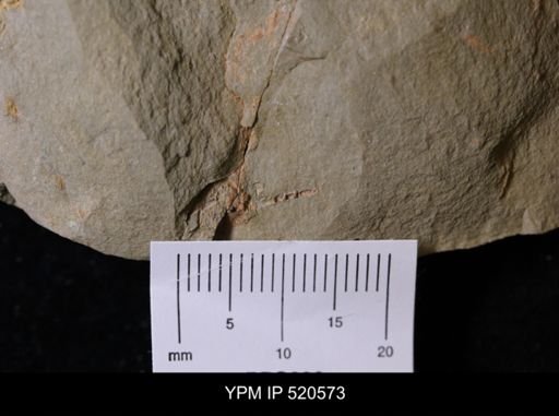 Chauvelicystis sp.
