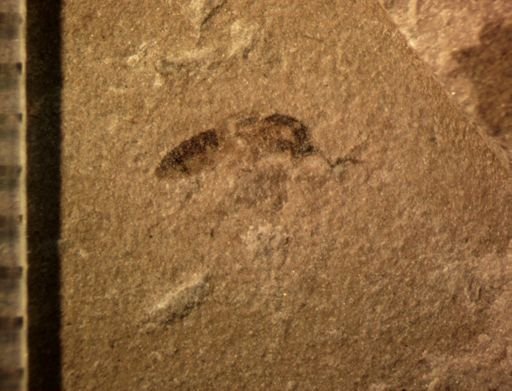 undet. Diptera