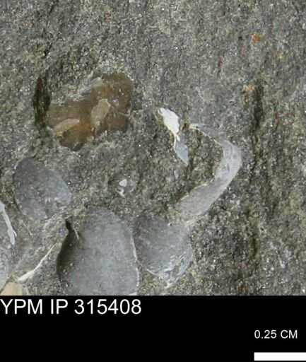 undet. Mollusca