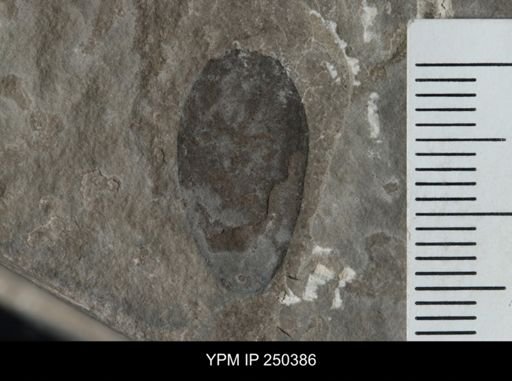 undet. Eurypterida