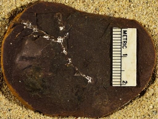 Sphenophyllum emarginatum