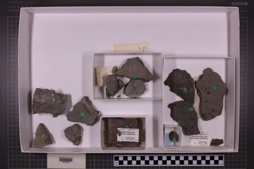 mixed taxa, stratigraphic collection