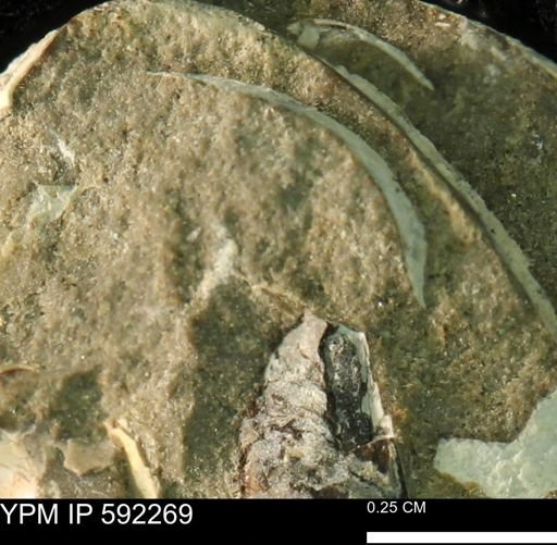 undet. Bivalvia