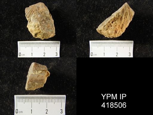undet. Spiriferinida