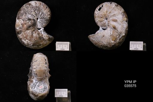 Hoploscaphites nodosus