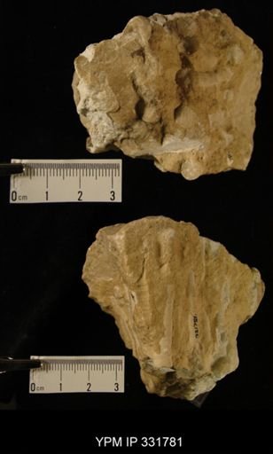 Palaeophyllum
