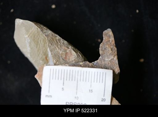 undet. Brachiopoda