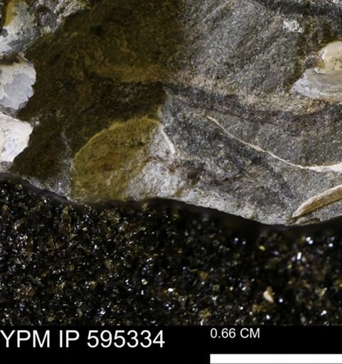 Protocardia sp.