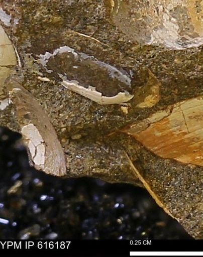 Protocardia subquadrata