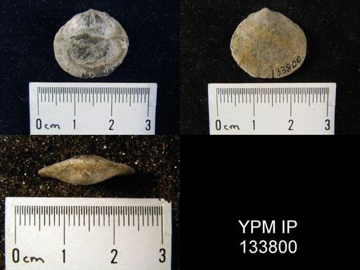Rhipidomella vanuxemi
