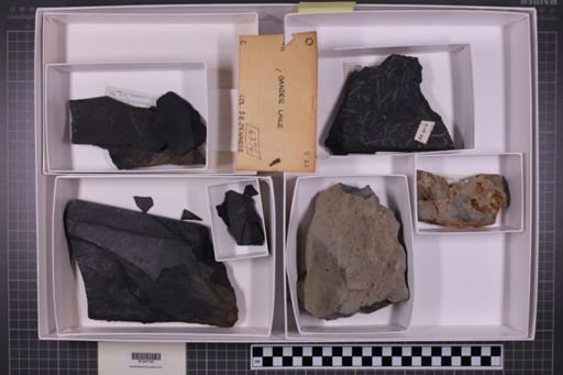 mixed taxa, stratigraphic collection
