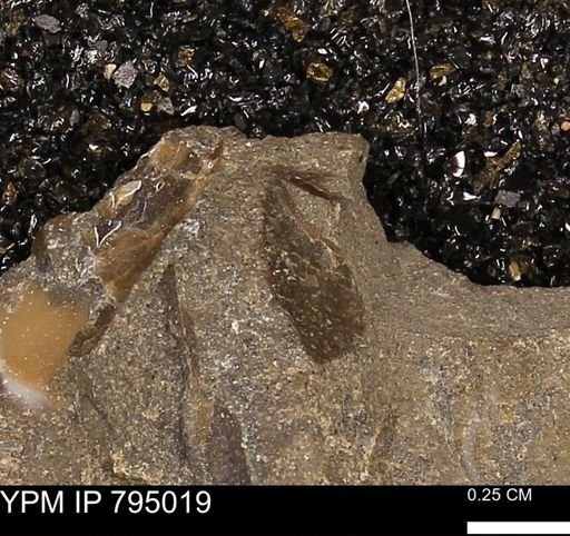 undet. Mollusca