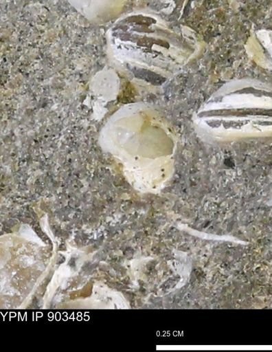 Corbulamella sp.