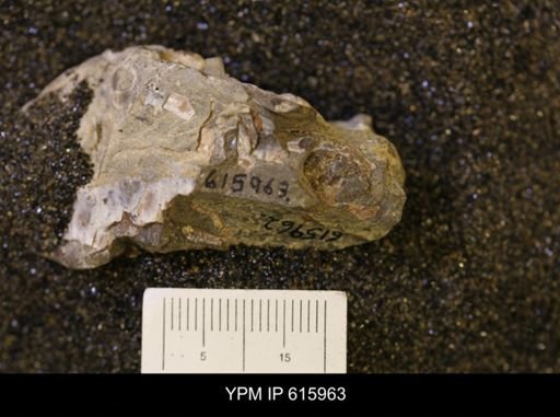 Baculites sp.