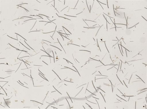 Ectyoplasia ferox