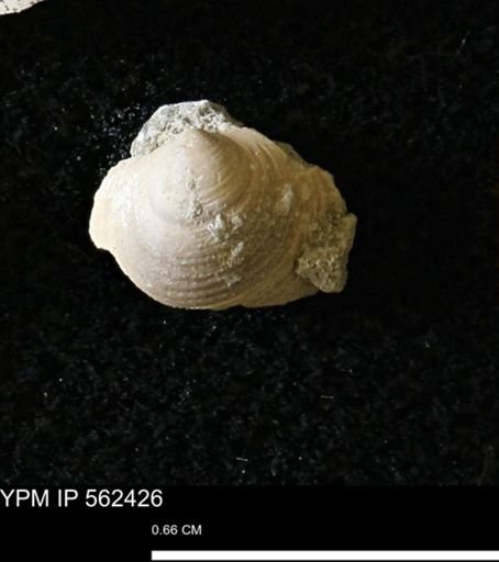 Limopsis striatopunctatus
