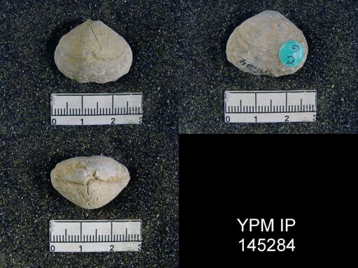 Athyris capillata