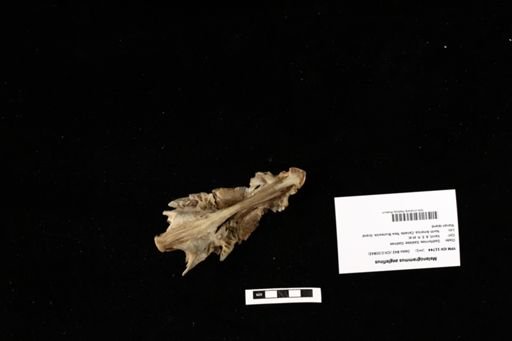 Melanogrammus aeglefinus