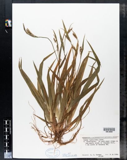 Carex laxiculmis