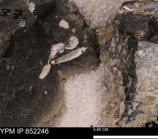 Scaphopoda