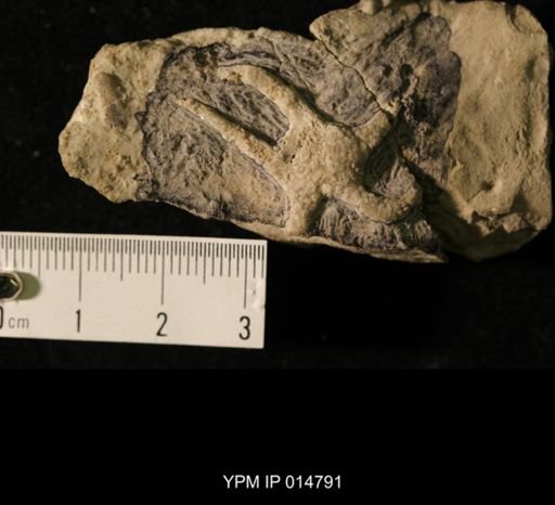 Schoenaster sp.