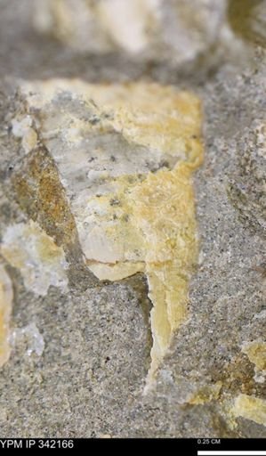 undet. Mollusca