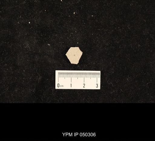 undet. Hexapoda