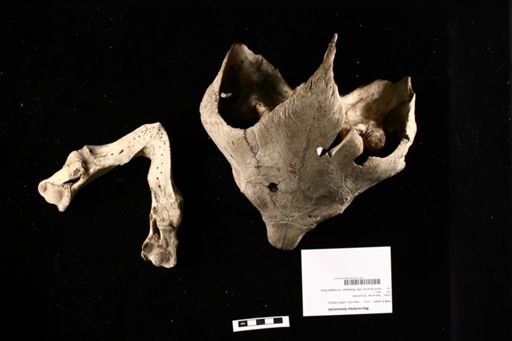 Macrochelys temminckii