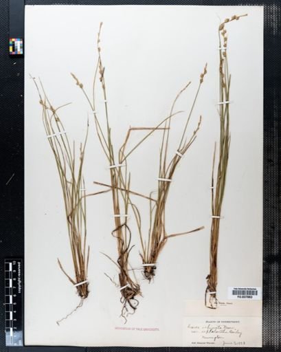 Carex echinata echinata