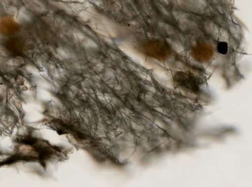 Tedania sp.